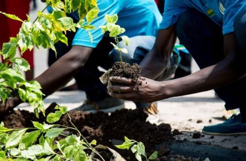 Green Africa Foundation community planting trees